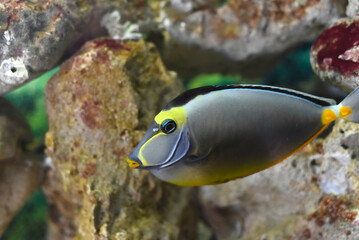 Fototapeta na wymiar Naso Tang fish in aquarium closeup