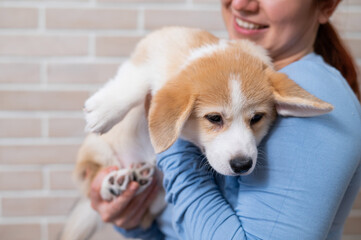 The owner is hugging a red pembroke corgi puppy.