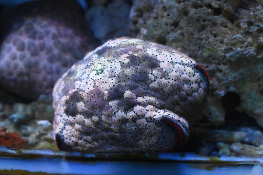 Culcita novaeguineae also known as bun starfish in aquarium closeup 