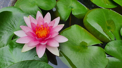 pink water Lilly in pond