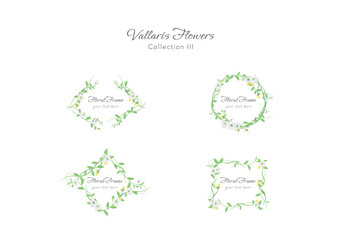 spring vallaris flower ornament floral frame vector ep06