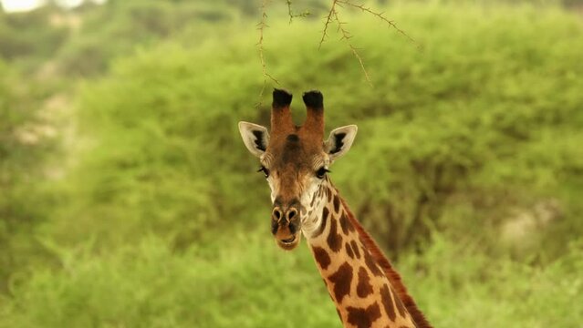 Close-up front view giraffe head chewing grass