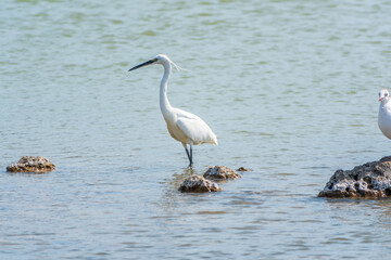 The white heron stands in the lake
