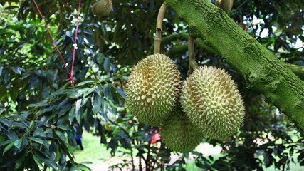 Raw durian on a branch. Mon Thong durian fruit clusters on branches waiting to be harvested, Thai fruit king for export, on blurred green leaf background with copy space. Selective focus