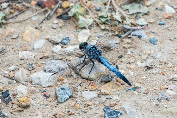Closeup of a blue male Southern skimmer dragonfly, Orthetrum brunneum sitting on a stone