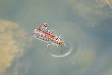 A large brown migratory locust, Locusta migratoria, fell into the water on a Sunny summer day.