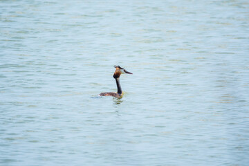 The waterfowl bird Great Crested Grebe swimming in the calm lake