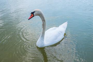 Fototapeta premium Graceful white Swan swimming in the lake, swans in the wild. Portrait of a white swan swimming on a lake.