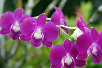 close up of violet orchid on shining morning with blurry natural background