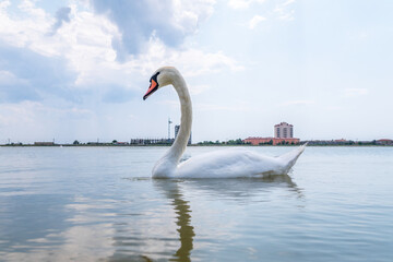 Graceful white Swan swimming in the lake, swans in the wild. Portrait of a white swan swimming on a lake.