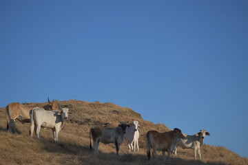 En el corral