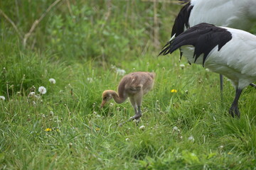 北海道にいる丹頂の雛