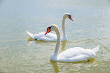 Fototapeta premium Two Graceful white Swans swimming in the lake, swans in the wild