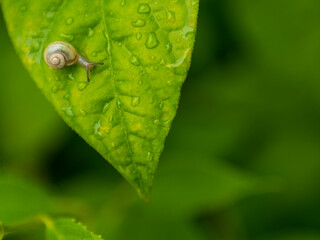 葉っぱの上のカタツムリ