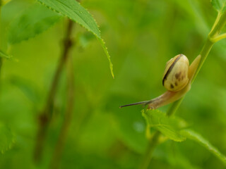 葉っぱの上のカタツムリ