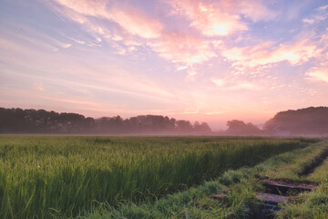 Pink sunrise and morning mist over green Japanese rice paddy field