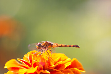 Yellow dragonfly sitting on orange marigold flower blurred green background