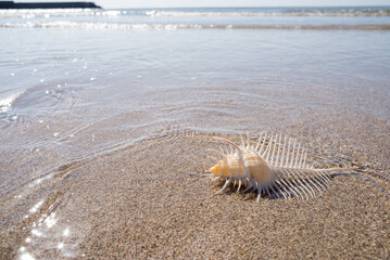波の押し寄せる砂浜の上のホネガイの貝殻