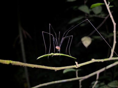 Spider is resting on a branch in Costa Rica.