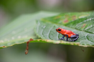 Poison dart frog in Costa Rica.