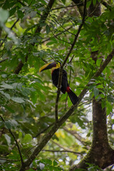 Toucan is resting on a branch in Costa Rica.