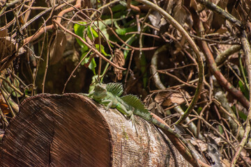 Male Jesus Christ lizard in Costa Rica.