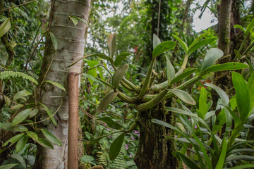 Orchid species in La Fortuna in Costa Rica.
