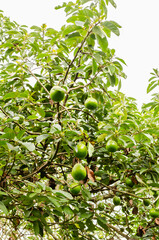 Avocado On Tree