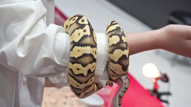 Ball python on arm. It's a popular pet in Thailand.