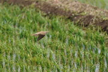 oriental reed warbler in a field