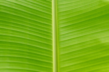 Close-up top view of green banana leaf background and texture.