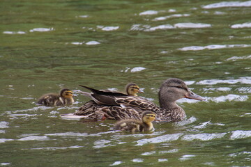 Family Of Mallards, William Hawrelak Park, Edmonton, Alberta