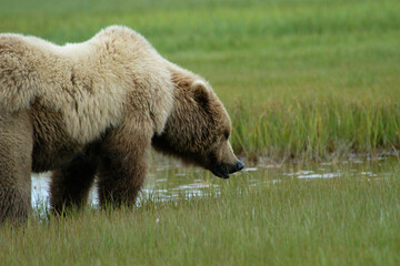 Brown Bear Katmai Peninsula Alaska