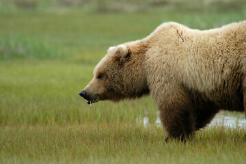 Brown Bear eating grass Katmai Peninsula Alaska