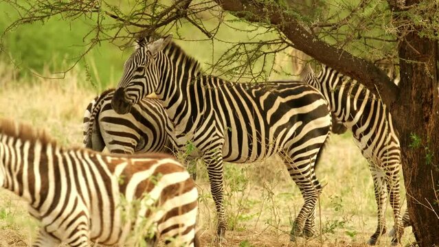 A herd of zebras apses in a meadow in the wild African savanna of the Tarangire National Park in Tanzania