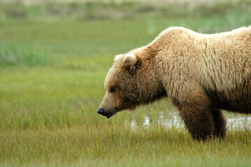 Brown Bear drooling Katmai Peninsula Alaska