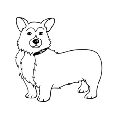 Cute corgi breed dog isolated on a white background.Vector illustration in doodle style.