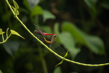 Two dragonflies mating each other. Red dragonfly and orange dragonfly togetherness.