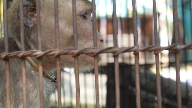 a monkey in a cage on a blurred background, looking sad