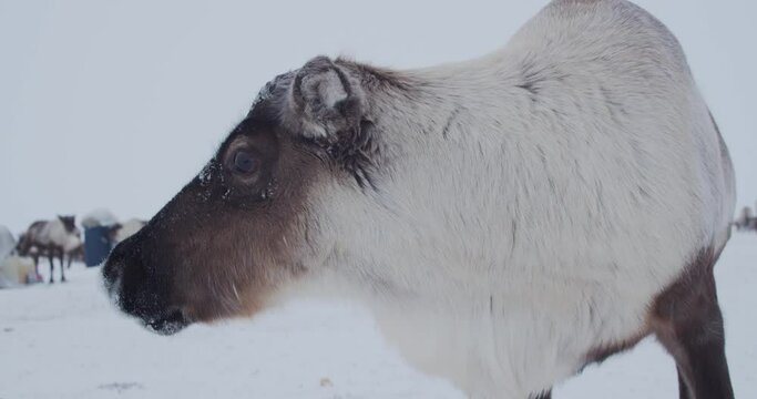 Reindeer in the tundra. The herd is sown in the winter tundra
