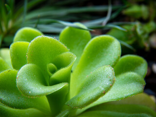 Pinguicula agnata