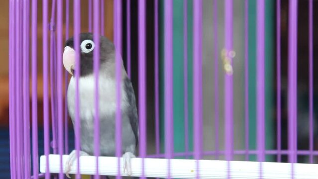 parrot in a birdcage with a blur background during the day