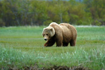 Brown Bear Katmai Peninsula Alaska