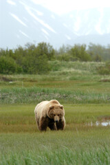 Brown Bear Katmai Peninsula Alaska