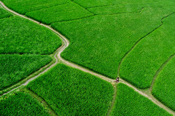Aerial view of paddy/ rice fields