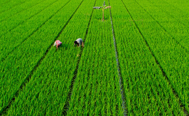 Harvesting paddy