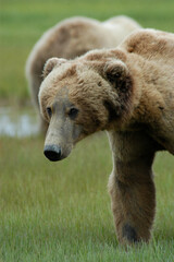 Brown Bear Katmai Peninsula Alaska