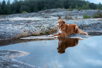 dog on the stone seashore. Nova Scotia duck tolling retriever in a unique landscape