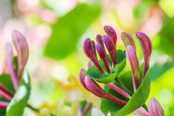 Honeysuckle buds and flowers Lonicera Etrusca Santi caprifolium, woodbine in bloom. Floral...