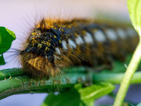 Bug, hairy, striped and spotted Euthrix Potatoria caterpillar. Face of Drinker Moth lavra.